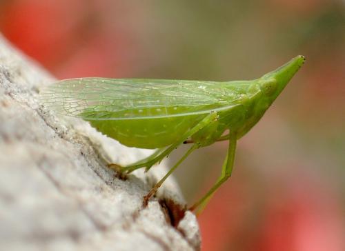 Dictyophara europaea